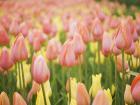 Прикрепленное изображение: _5Bwallcoo_5D_Blue_Sky_and_Flowers_HM151_350A.jpg