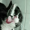 Прикрепленное изображение: Попить водички.gif