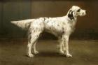 Прикрепленное изображение: Charles_Van_den_Eycken_-_Portrait_of_a_dog_1.jpg