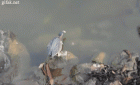 Прикрепленное изображение: 0_v2.gif