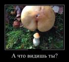 Прикрепленное изображение: ccdcf11f6db832137f8946658cf16b4a.jpg