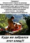 Прикрепленное изображение: Остерегайтесь клещей.jpg