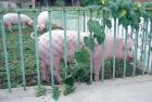 Прикрепленное изображение: 21-tatoo-pig-03.jpg