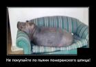 Прикрепленное изображение: Не покупайте померанского шпица.jpg