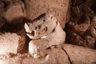Прикрепленное изображение: lebensgrosse-statue-eines-wildschweins-im-sonderbau-d-von-goebekli-tepe-gefunden.jpeg