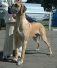 Прикрепленное изображение: Great_Dane_600.jpg