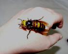 Прикрепленное изображение: hornet.jpg