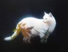 Прикрепленное изображение: tumblr_f7c69d649c160c08a6b7d056e5005a12_3141cfd6_1280.jpg