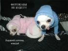 Прикрепленное изображение: изыди.jpg