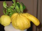 Прикрепленное изображение: limon.jpg